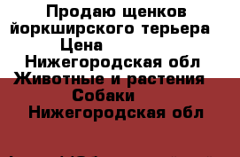 Продаю щенков йоркширского терьера › Цена ­ 10 000 - Нижегородская обл. Животные и растения » Собаки   . Нижегородская обл.